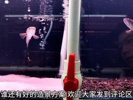 藍(lán)寶石雷龍魚好養(yǎng)嗎怎么養(yǎng)活