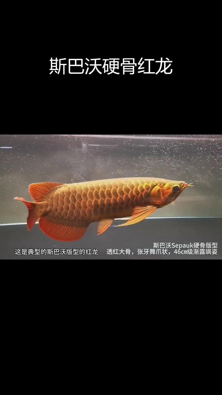 如何辨別斯巴沃紅龍的品質(zhì)？