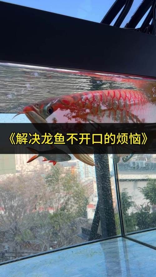 龍魚跳缸意味著什么呢圖片