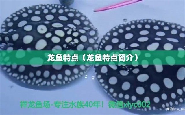 龍魚的名字：龍魚在中國(guó)文化中的地位與文化象征意義和地位的特點(diǎn)