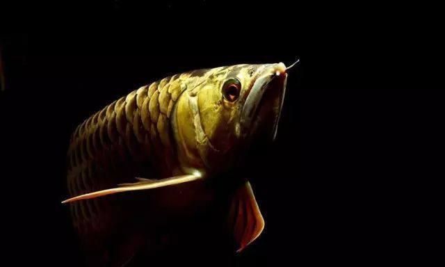 龍魚的意思：龍魚在風(fēng)水中的作用