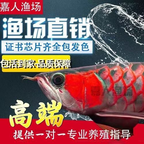 赤血紅龍魚圖片大全