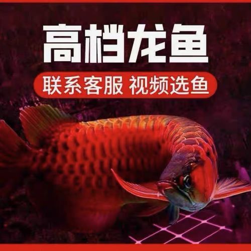 赤血紅龍魚圖片大全
