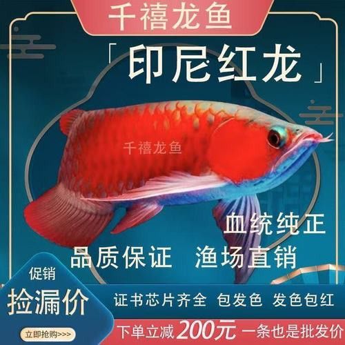赤血紅龍魚圖片大全