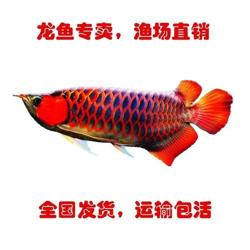 赤血紅龍魚圖片大全