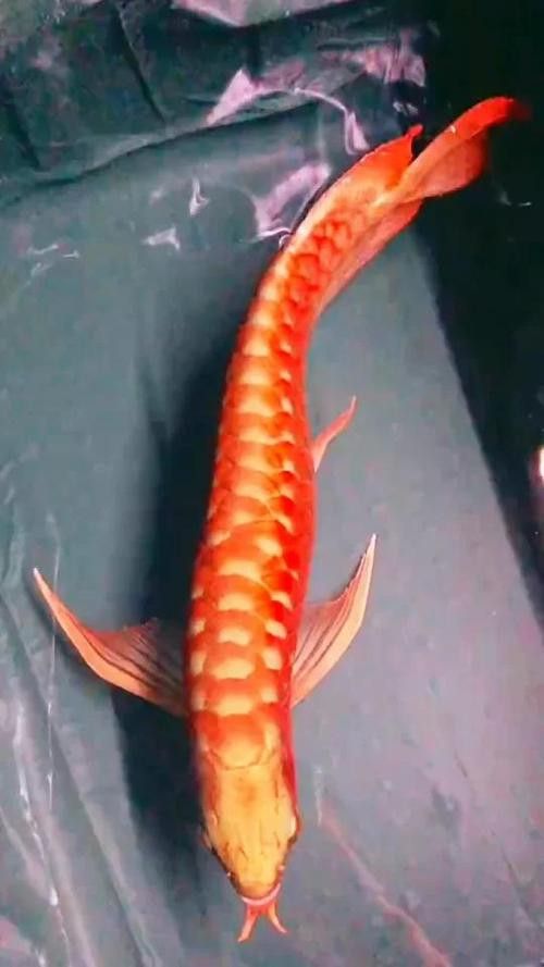 赤血紅龍魚圖片大全