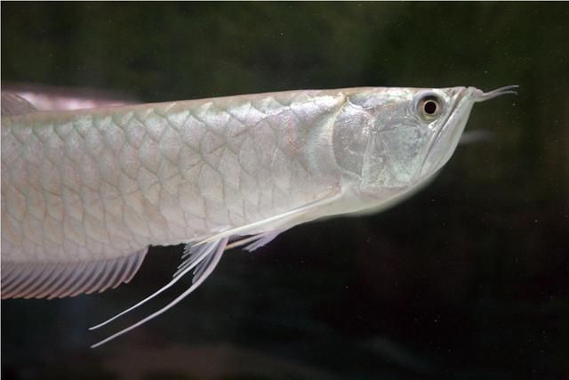 龍魚頭上有黑斑怎么治療：龍魚頭上有黑斑怎么辦