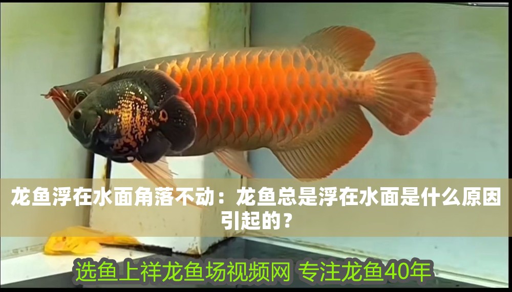 龍魚浮在水面角落不動：龍魚總是浮在水面是什么原因引起的？