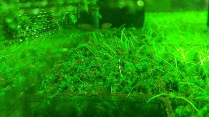 龍魚浮在水面角落不動：龍魚總是浮在水面是什么原因引起的？