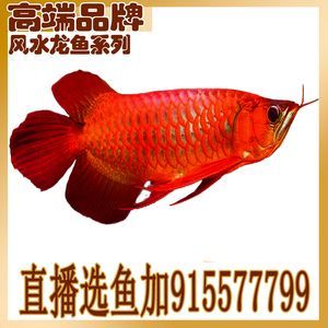 紅龍魚品牌排行榜：紅龍魚品牌怎么選？