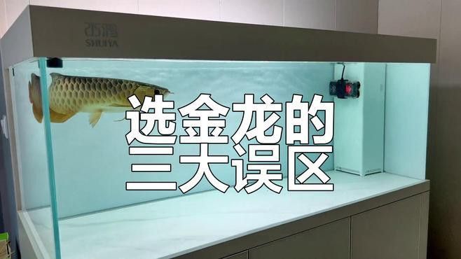 如何挑選優質的金龍魚種源？