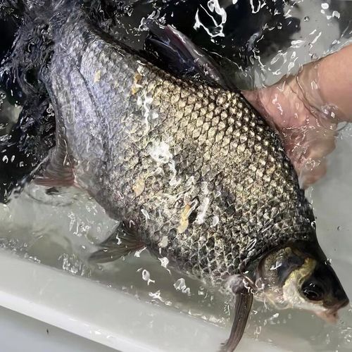 長(zhǎng)春金龍魚