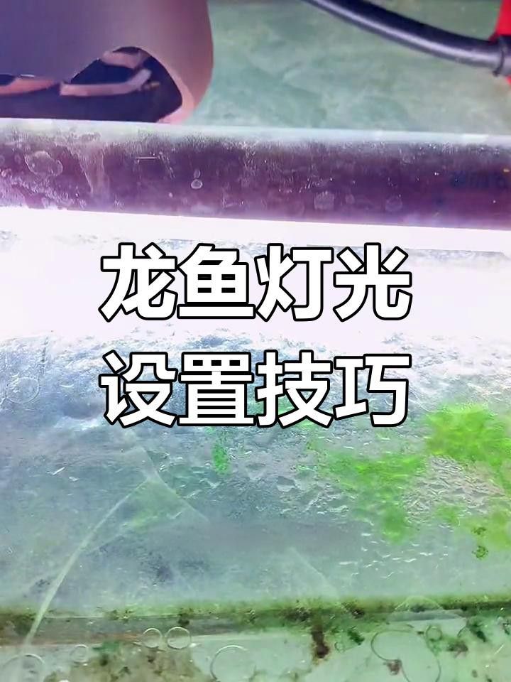 如何設置金龍魚缸的燈光