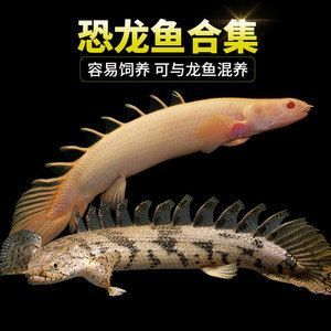 虎斑恐龍魚混養適宜溫度，
