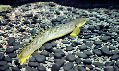 虎斑恐龍魚混養適宜溫度，