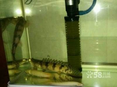 虎斑恐龍魚混養適宜溫度，