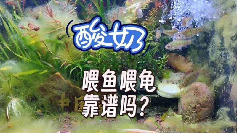 龍魚厭食可以喂酸奶嗎？