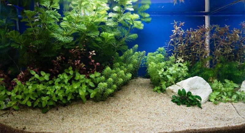 龍魚厭食可以喂酸奶嗎？