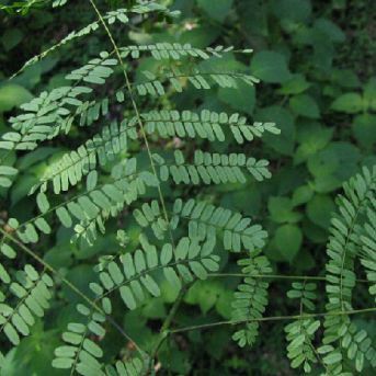 老虎刺是什么樣子的