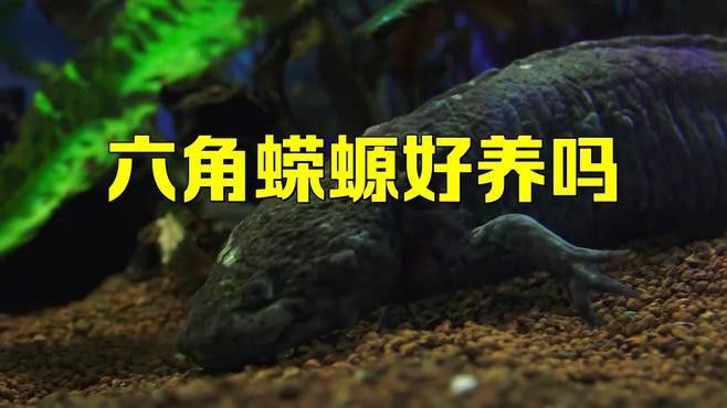 恐龍魚趴水底不動(dòng)怎么回事