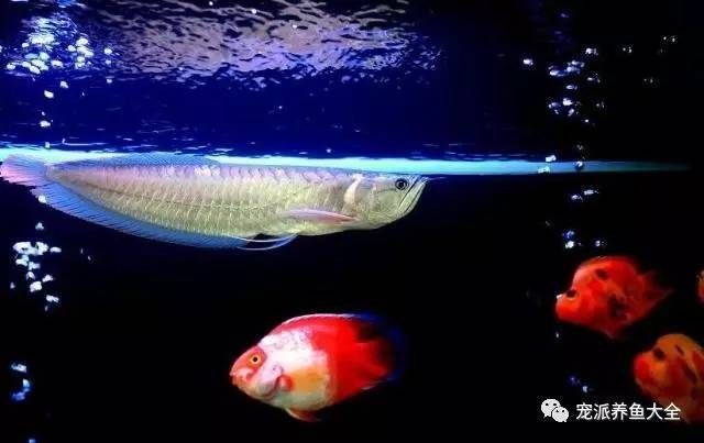 銀龍魚和鸚鵡混養如何喂食好