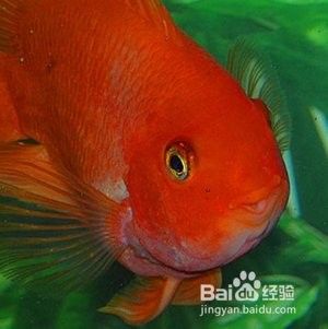 銀龍魚和鸚鵡混養如何喂食好
