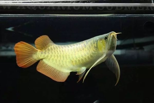 龍魚翻了還能恢復嗎：第28屆中國國際寵物水族展覽會cips)祥龍魚翻車