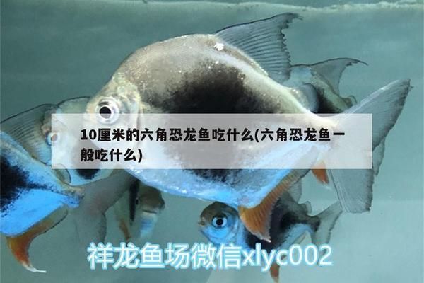 龍魚翻了還能恢復嗎：第28屆中國國際寵物水族展覽會cips)祥龍魚翻車