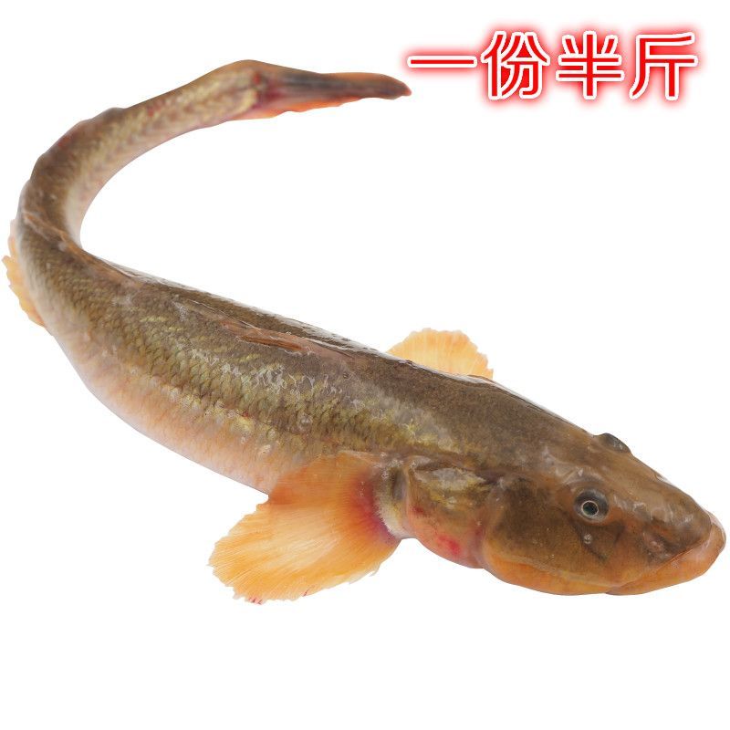 小龍魚吃什么食物長得快些：小龍魚吃什么食物長得快