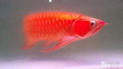 如何讓龍魚發(fā)色更好一些視頻講解：如何讓龍魚發(fā)色更好 如何讓龍魚發(fā)色更好一些視頻講解：如何讓龍魚發(fā)色更好 龍魚百科 第3張