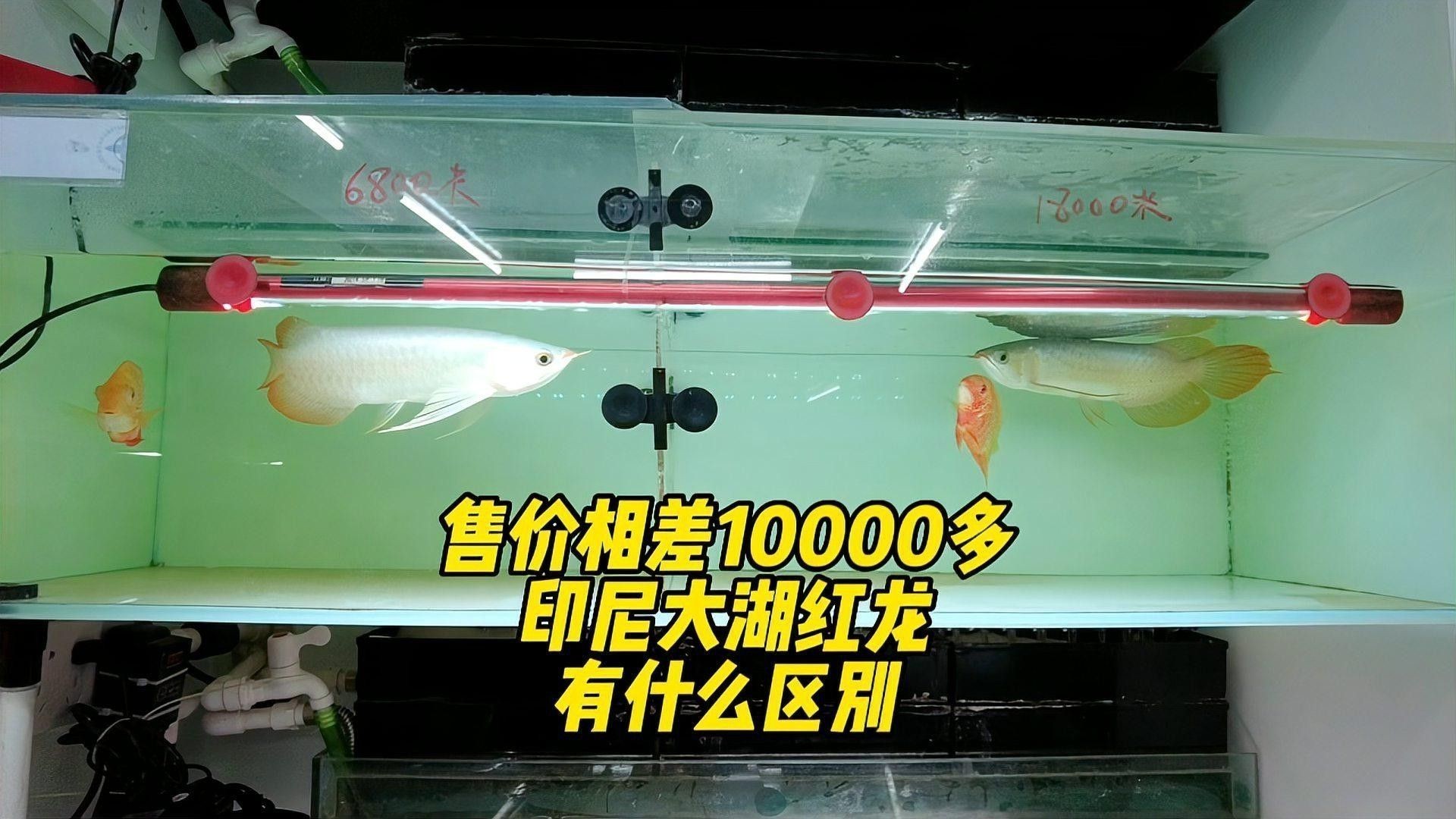 如何區分大湖紅龍與印尼紅龍？ 如何區分大湖紅龍與印尼紅龍？ 龍魚百科 第5張