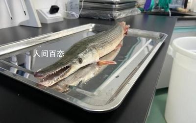 龍魚怎么打包發貨給別人：龍魚打包用什么鎮定劑,龍魚長途運輸注意事項