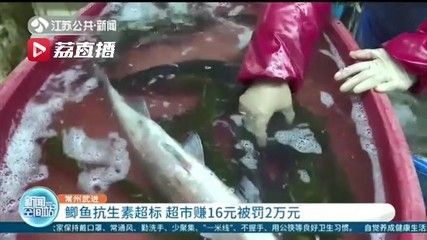 龍魚怎么打包發貨給別人：龍魚打包用什么鎮定劑,龍魚長途運輸注意事項