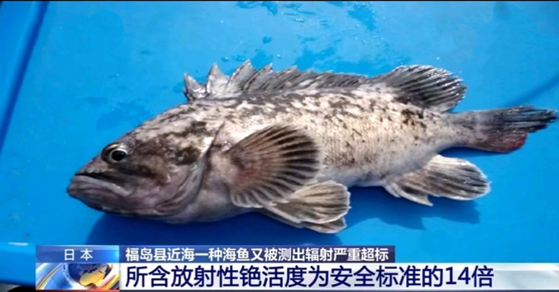 龍魚怎么打包發貨給別人：龍魚打包用什么鎮定劑,龍魚長途運輸注意事項