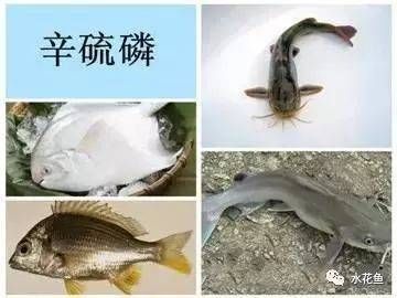 龍魚怎么打包發貨給別人：龍魚打包用什么鎮定劑,龍魚長途運輸注意事項
