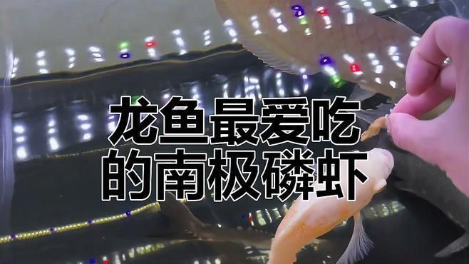 龜增色龍魚的食物選擇
