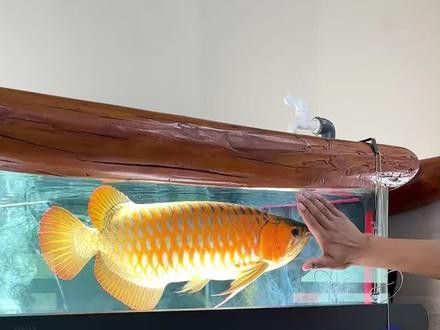 紅龍魚要用什么燈才容易誘色