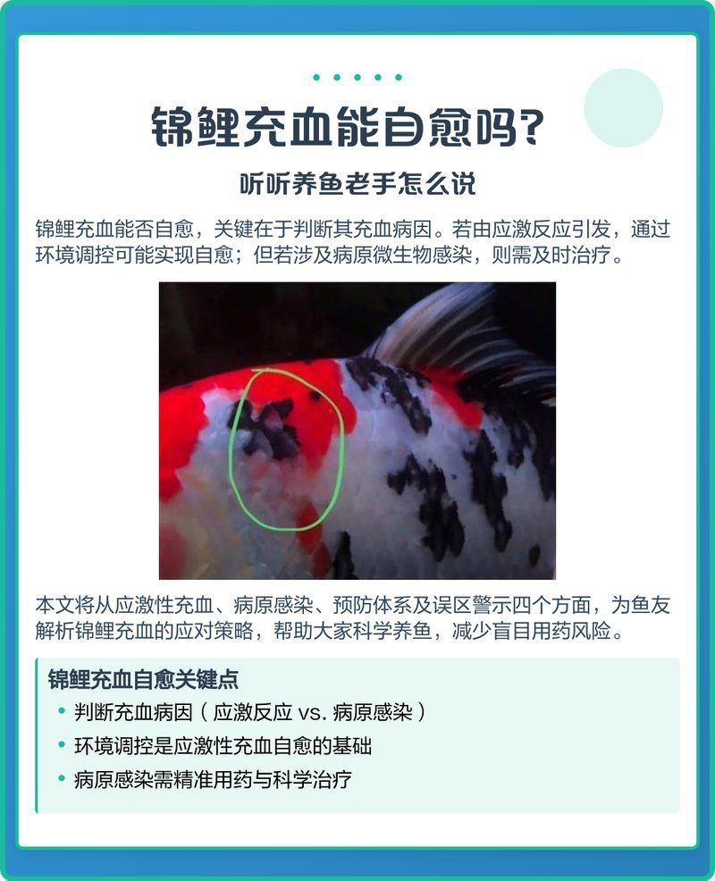 錦鯉魚鱗充血會自愈嗎？