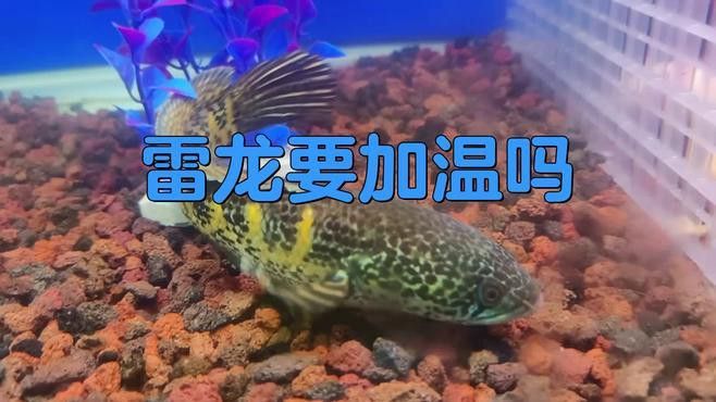 如何保持雷龍魚(yú)缸水溫穩(wěn)定？
