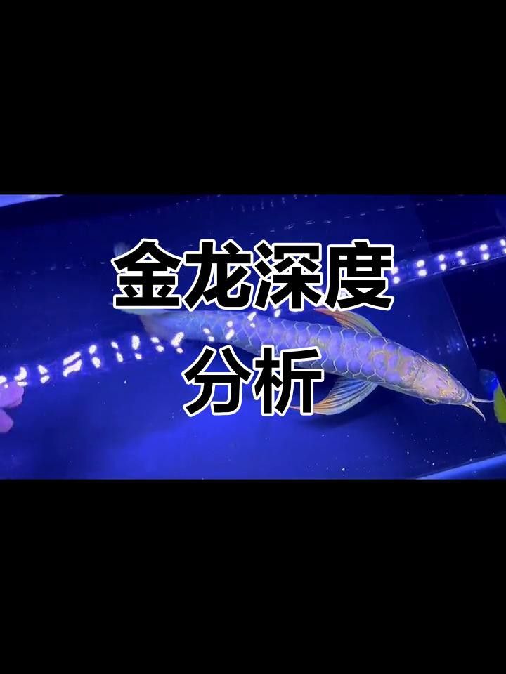 如何辨別藍底過背金龍魚的品相？