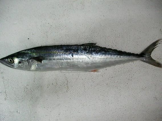 馬鯖魚圖片