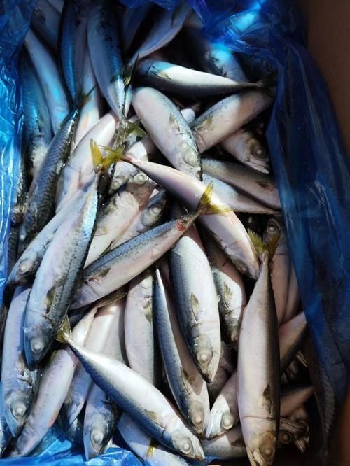 馬鯖魚圖片