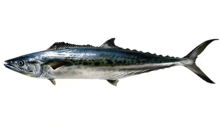 馬鯖魚圖片