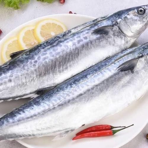 馬鯖魚圖片