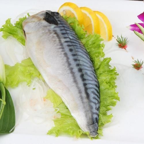 馬鯖魚圖片