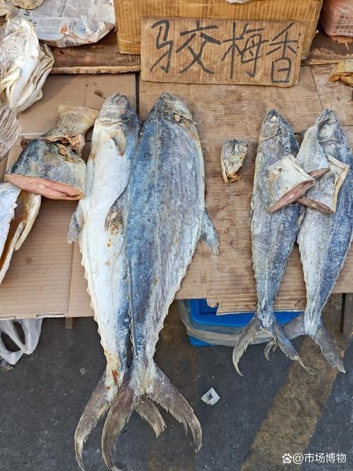 馬鯖魚圖片