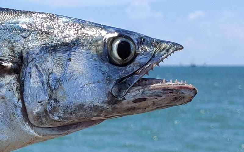 馬鯖魚圖片
