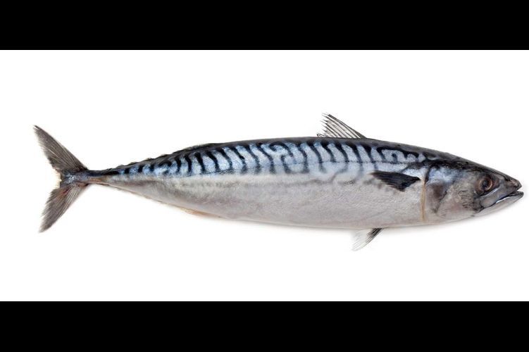 馬鯖魚圖片