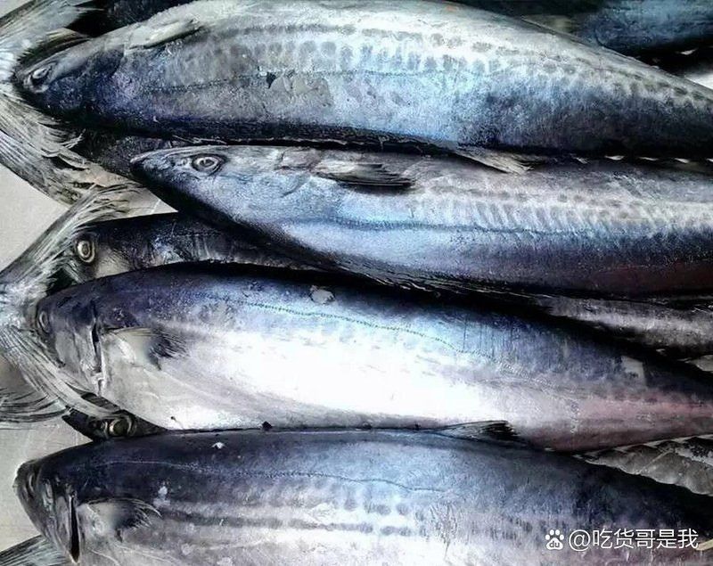 馬鯖魚圖片
