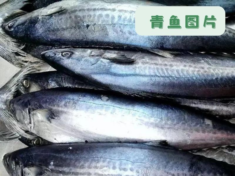 馬鯖魚圖片